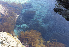 表層水(小魚や海藻が棲む。ミネラル分の多い海水)を汲み上げる
